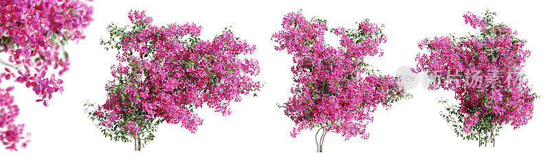 一组九重葛花植物，在透明的背景上隔离。3 d渲染。